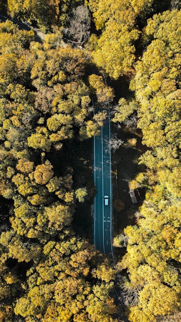Aerial road in forest